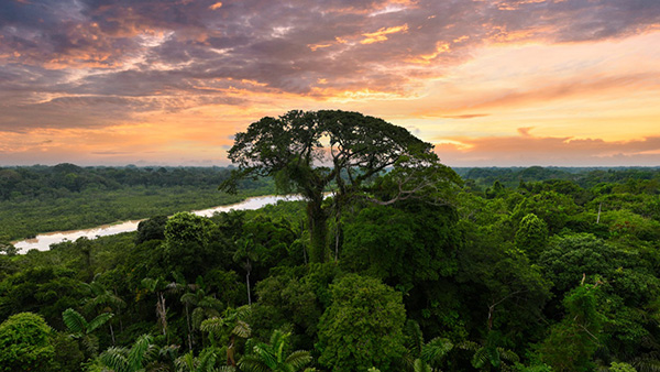 Rainforest Facts