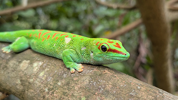 Rainforest Facts
