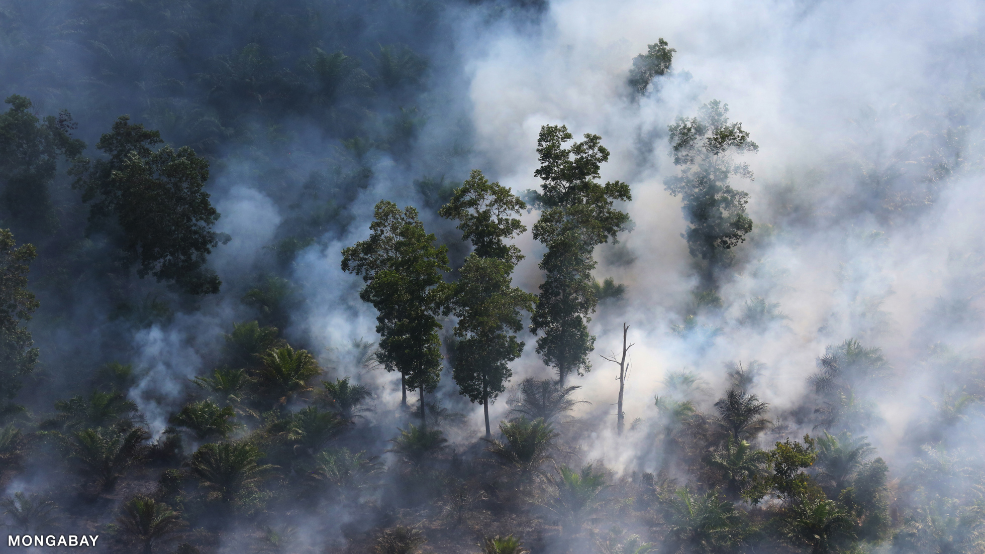 Why is palm oil bad for rainforests?