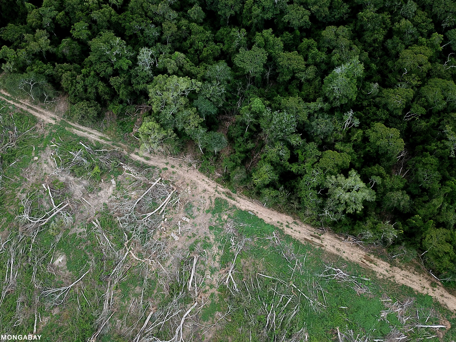 Why Is Soy Bad For The Amazon Rainforest